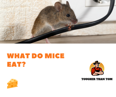 What do mice eat? only cheese